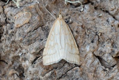 3261 Blekgult ängsmott - Udea lutealis