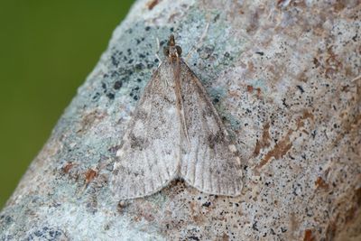 3262 Plommonängsmott - Udea prunalis
