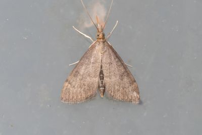 3264 Bymott - Udea accolalis