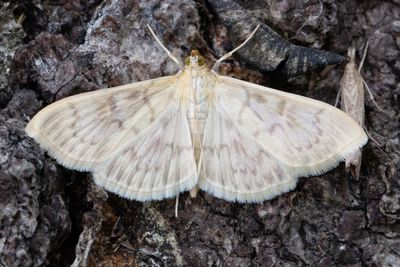 3271 Större nässelmott - Patania ruralis