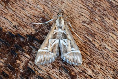 3277 Bokstavsmott - Diasemia reticularis