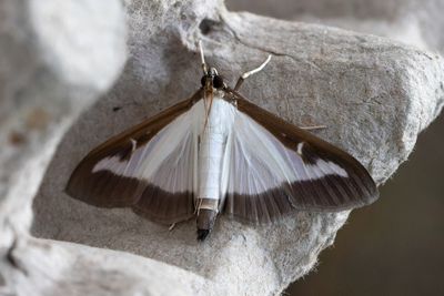 3288 Buxbomsmott - Cydalima perspectalis