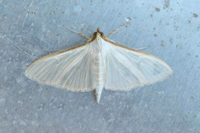 3290 Vitt sydmott - Palpita vitrealis