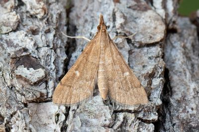 3299 Punktmott - Dolicharthria punctalis