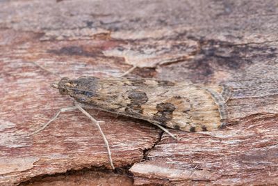 3305 Nattflymott - Nomophila noctuella