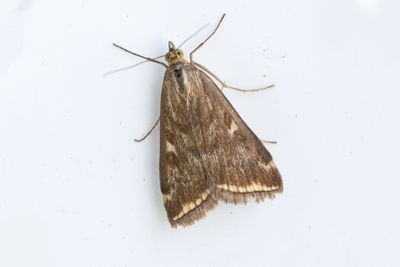3311 Betmott - Loxostege sticticalis