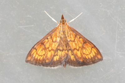 3316 Rödgult ängsmott - Ecpyrrhorrhoe rubiginalis