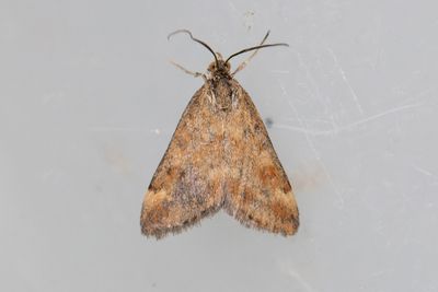 3320 Grobladsljusmott - Pyrausta despicata