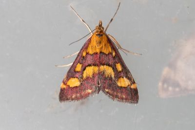 3324 Purpurljusmott - Pyrausta purpuralis