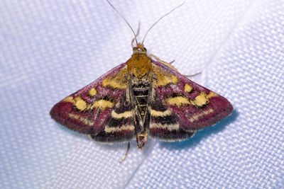 3325 Dubbelbandat ljusmott - Pyrausta ostrinalis