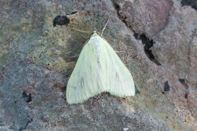 3335 Morotsmott - Sitochroa palealis