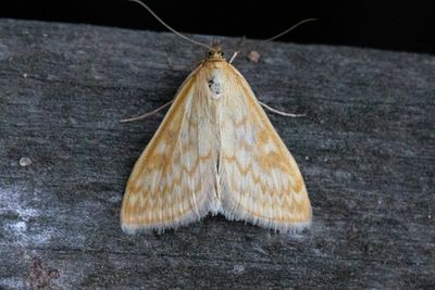 3336 Tistelängsmott - Sitochroa verticalis