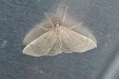 3343 Kovallmott - Anania fuscalis