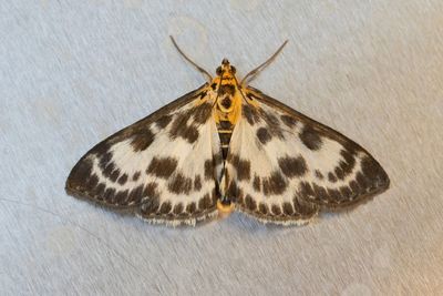 3344 Vitt nässelmott - Anania hortulata