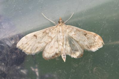 3346 Åkertistelsmott - Anania perlucidalis