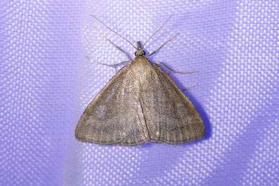 3353 Pudrat ängsmott - Psammotis pulveralis