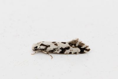 390 Sebrasvampmal - Nemapogon nigralbellus
