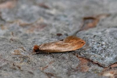416 Rödgul bomal - Tinea semifulvella