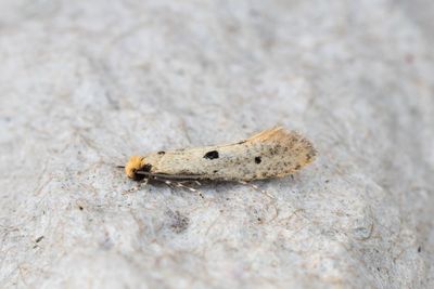 417 Trepunktsbomal - Tinea trinotella