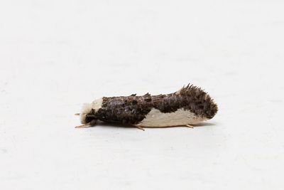 433 Munkbomal - Monopis monachella