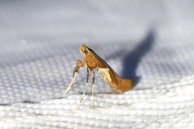 497 Aspstyltmal - Caloptilia stigmatella