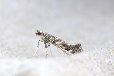 508 Syrenmal - Gracillaria syringella