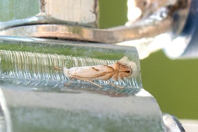 556 Ljus avenboksguldmal - Phyllonorycter tenerellus