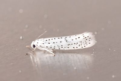 635 Häggspinnmal - Yponomeuta evonymellus
