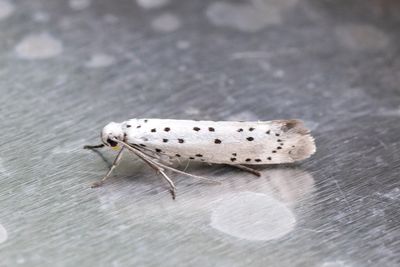 636 Slånspinnmal - Yponomeuta padellus