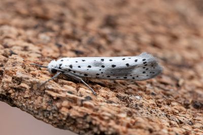 640 Molnspinnmal - Yponomeuta irrorellus