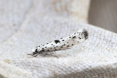 641 Punktspinnmal - Yponomeuta plumbellus