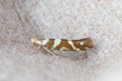 691 Alhängemal - Argyresthia goedartella