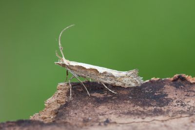 714 Kålmal - Plutella xylostella