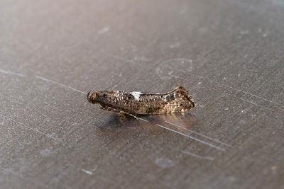 740 Lökmal - Acrolepiopsis assectella