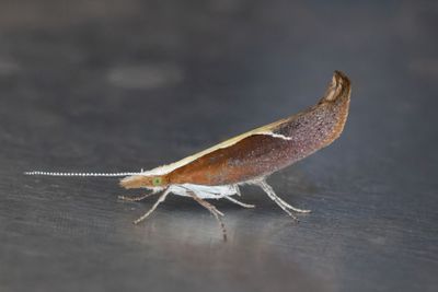761 Näbbtrymal - Ypsolopha dentella