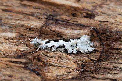 773 Lönnhöstmal - Ypsolopha sequella