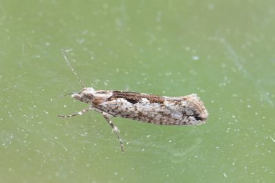 774 Almhöstmal - Ypsolopha vittella