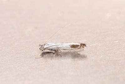 819 Körsbärslansettmal - Lyonetia clerkella