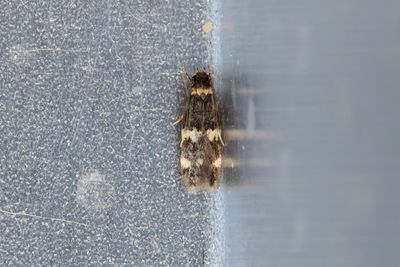 838 Vitbandad förnamal- Oegoconia deauratella