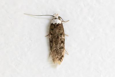 867 Vithövdad skräpmal - Endrosis sarcitrella