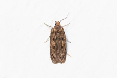 869 Trepunktsskräpmal - Hofmannophila pseudospretella