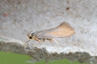 876 Gulstjärtad brunpraktmal - Crassa unitella