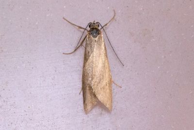 899 Höstdagmal - Diurnea lipsiella