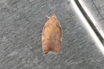 916 Ekpraktmal - Carcina quercana