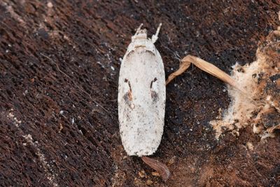 932 Sälgplattmal - Agonopterix ocellana