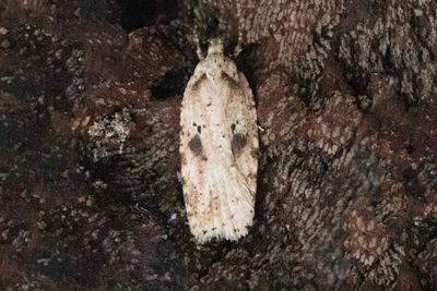 943 Kardborreplattmal - Agonopterix arenella