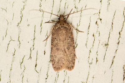 944 Flockblomsterplattmal - Agonopterix heracliana