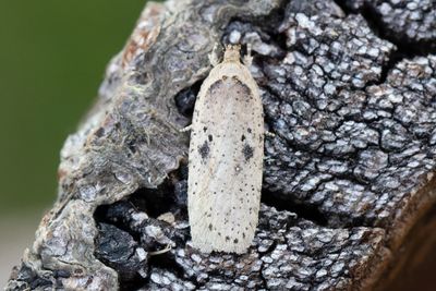 963 Vattenmärkeplattmal - Agonopterix yeatiana