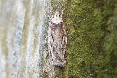 969 Palsternacksplattmal - Depressaria radiella