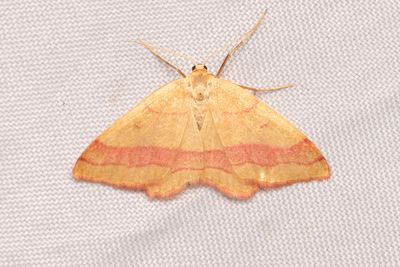 262 Lädermätare - Rhodostrophia vibicaria